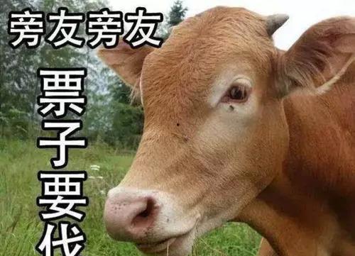 吃瓜娱乐酱黄牛